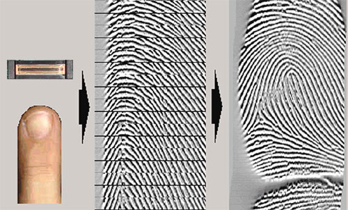 pinewave